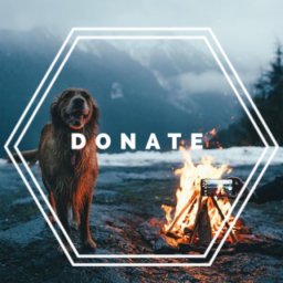 Donate to SAFE